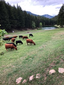 Cows1